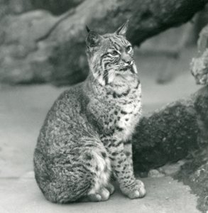 En Bay Lynx eller Bobcat sitter uppe på London Zoo, mars 1927 av Frederick William Bond