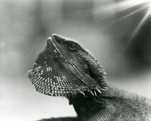 En skäggödla tittar upp på London Zoo 1930 (s/v foto) av Frederick William Bond