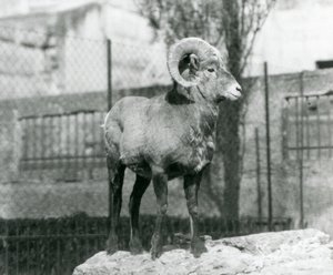 En bagge från Bighorn Sheep som står på en klippa och tittar ut över sitt inhägnad vid foten av Mappin Terraces, London Zoo. 1931 (s/v foto) av Frederick William Bond