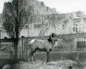 En bagge från Bighorn Sheep som står på en klippa och tittar ut över sitt inhägnad vid foten av Mappin Terraces, London Zoo. 1931 (s/v foto) av Frederick William Bond