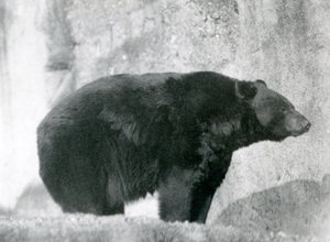 En svart björn som står i sin inhägnad, på Mappin Terraces, på London Zoo 1924 (s/v foto) av Frederick William Bond