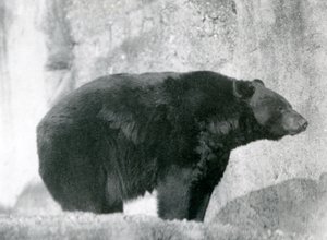 En svart björn som står i sin inhägnad, på Mappin Terraces, på London Zoo 1924 av Frederick William Bond