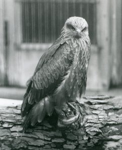 En svart drake vilande på en stock, London Zoo, augusti 1926 (s/v foto) av Frederick William Bond