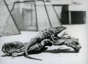 En svart taggsvanslig leguan som vilar på en stock på London Zoo i augusti 1928 (s/v foto) av Frederick William Bond