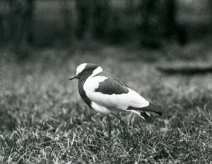 En smedvipa som står på gräs på London Zoo, augusti 1927 av Frederick William Bond