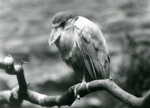 En båtnäbbhäger, eller båtnäbb, sittande på en gren på London Zoo, juni 1924 av Frederick William Bond