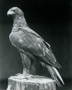 En stövlad örn som står på en stubbe på London Zoo i juni 1926 av Frederick William Bond