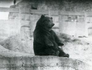 En brunbjörn som sitter uppe i sitt inhägnad vid foten av Mappin Terraces på London Zoo, september 1921 av Frederick William Bond
