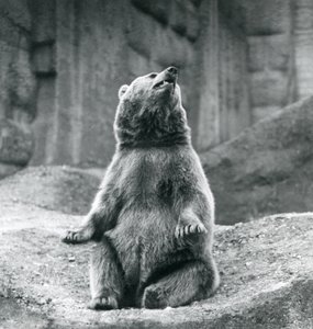 En brunbjörn som sitter uppe på en klippavsats på London Zoo i september 1927 av Frederick William Bond