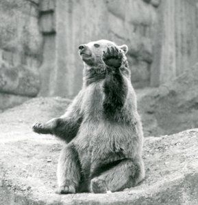 En brunbjörn som sitter upp på en stenig avsats och viftar med en av sina framtassar, London Zoo, september 1927 av Frederick William Bond