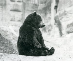 En brunbjörn som sitter uppe på klipporna vid Mappin Terraces, London Zoo, juni 1928 av Frederick William Bond
