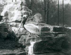 En brun pelikan som står på stenar på London Zoo i juni 1927 av Frederick William Bond