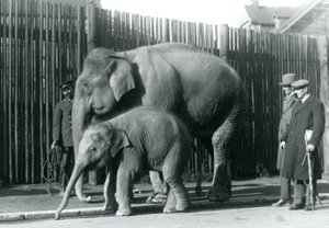 En burmesisk elefant och hennes kalv tas med på en promenad av sin djurhållare, medan två andra män tittar på av Frederick William Bond