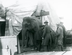 En burmesisk elefant skyddad delvis under en presenning på däck, med en tränare och fyra andra män, på väg till London Zoo 1927 (s/v foto) av Frederick William Bond