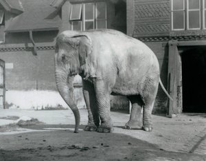 En burmesisk elefant som står utanför Elephant House på London Zoo 1929 (s/v foto) av Frederick William Bond