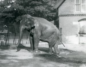 En burmesisk elefant som kliver ut ur en pool i dess inhägnad, London Zoo av Frederick William Bond