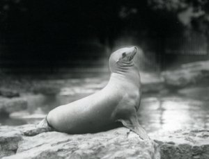 Ett kaliforniskt sjölejon som sitter på en sten bredvid sin pool, London Zoo, september 1925 av Frederick William Bond