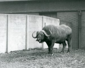 En udd/afrikansk buffeltjur som står på bar jord, bredvid betongväggen i dess inhägnad vid London Zoo 1928 (s/v foto) av Frederick William Bond