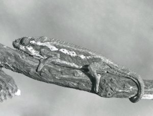 En Cape Dwarf Chameleon som håller i en gren, London Zoo, 1927 av Frederick William Bond