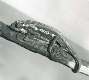 En Cape Dwarf Chameleon som håller i en gren, London Zoo, 1927 av Frederick William Bond