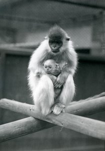 En Capped Langur håller bebis medan han sitter på en balk. London Zoo, 6 oktober 1913 av Frederick William Bond