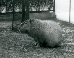 En kapybara som sitter i sin inhägnad på London Zoo i juni 1927