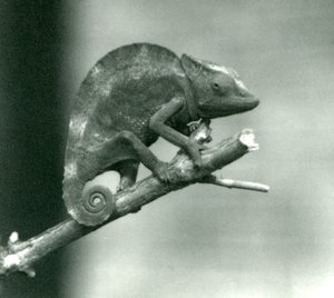 En kameleont som håller i änden av en gren, London Zoo, 1927 av Frederick William Bond
