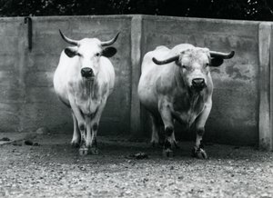 En Chartley Bull and Cow på London Zoo, juli 1924 av Frederick William Bond