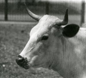 En Chartley-ko på London Zoo, juli 1924 av Frederick William Bond