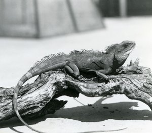 En kinesisk/asiatisk/thailändsk/grön vattendrake vilande på en stock på London Zoo 1928 (s/v foto) av Frederick William Bond