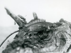 En klätterabborre vilar på en död gren, ur vattnet på London Zoo i september 1928 av Frederick William Bond