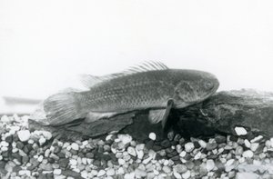 En klätterabborre vilar på stenar och grus i botten av sin tank, i vatten på London Zoo i september 1928 av Frederick William Bond