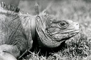 En molnig stenleguan Methuselah, klädd i krage, går på en gräsmatta på London Zoo, juli 1924 av Frederick William Bond