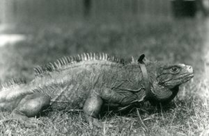 En molnig stenleguan, iklädd krage, går på en gräsmatta på London Zoo, juli 1924 av Frederick William Bond