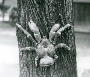 En kokosnötskrabba, eller rånarkrabba, klättrar i ett träd, London Zoo, juli 1927