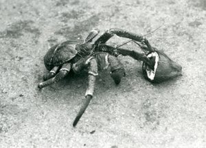 En kokosnöt, eller rånarkrabba, livnär sig på kokosnöt, London Zoo, juli 1927 av Frederick William Bond