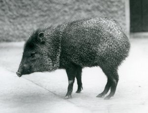 A Collared Peccary på London Zoo, 1927 av Frederick William Bond