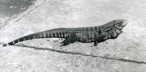 En CommonGoldGoldenBlackColumbian Tegu eller Tiger Lizard på London Zoo i augusti 1926 av Frederick William Bond