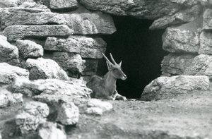 En vanlig eland vilar i ingången till sitt skydd bland klipporna i Eland/Antelope Paddock, London Zoo 1929 (s/v foto) av Frederick William Bond
