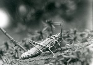 A Common Milkweed Locust på London Zoo, maj 1927 av Frederick William Bond