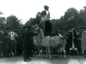 En Cowgirl står på två lamor under ett besök på London Zoo 1924 av Frederick William Bond