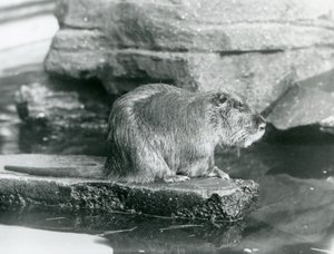 En Coypu sitter på en stenig avsats i en pool i dess inhägnad vid London Zoo, februari 1928 (s/v foto) av Frederick William Bond