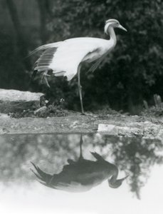 En Demoiselle Crane stående, på ett ben, med sin spegelliknande reflektion i poolen nedanför, London Zoo av Frederick William Bond