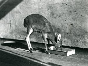 En Duiker som matar från en bricka på marken, London Zoo, juli 1925 av Frederick William Bond