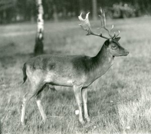 En dovhjortsbock på London Zoo i oktober 1924 av Frederick William Bond
