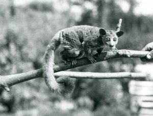 En Galago som går längs en gren som hålls av en djurhållare, London Zoo av Frederick William Bond
