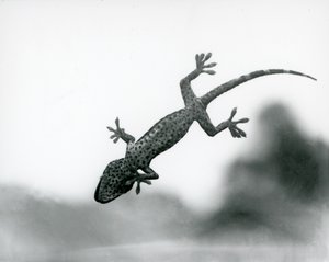 En gecko sedd underifrån när den klättrar på glas, visar sina specialiserade trampdynor, London Zoo, augusti 1928 (s/v foto) av Frederick William Bond
