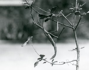 En jättepinnesekt kamouflerad på en kvist på London Zoo 1923 av Frederick William Bond
