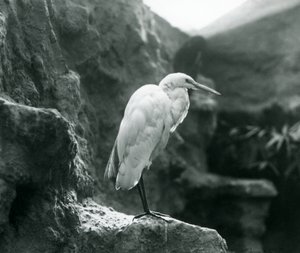 En Great Common Egret eller Great White Heron som står på en sten på London Zoo i september 1927 av Frederick William Bond