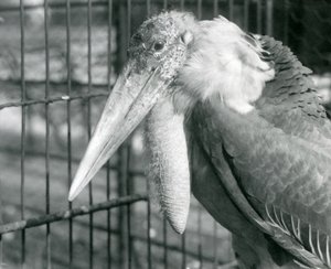 A Greater Adjutant Stork på London Zoo i juli 1925 av Frederick William Bond